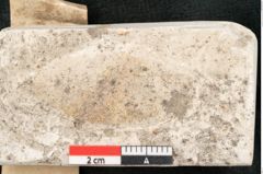 Foto (Detailansicht) von Fagus feroniae Unger (NHMW-GEO-2024-0188-8117)